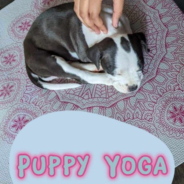 Puppy Yoga with Pitts & Giggles