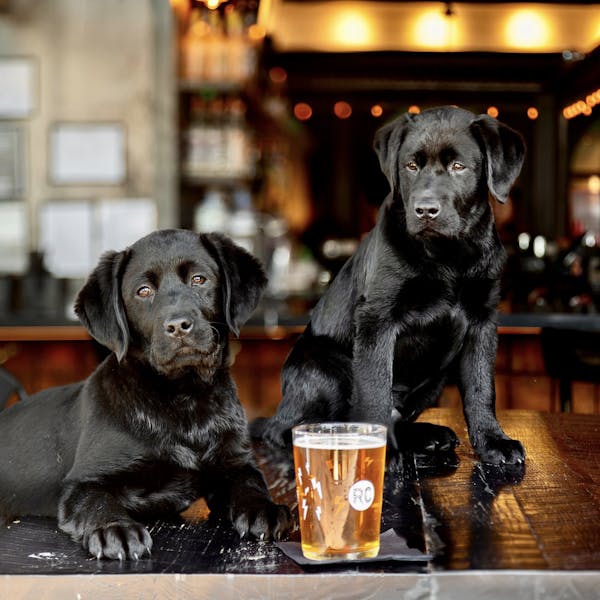 PINTS FOR PUPS – PROJECT 2 HEAL FUNDRAISER