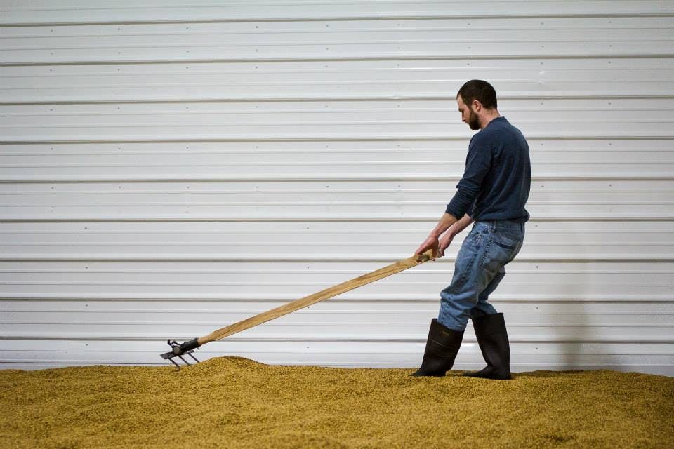 Man pulling a rake through germinating barley in a large malt house. 