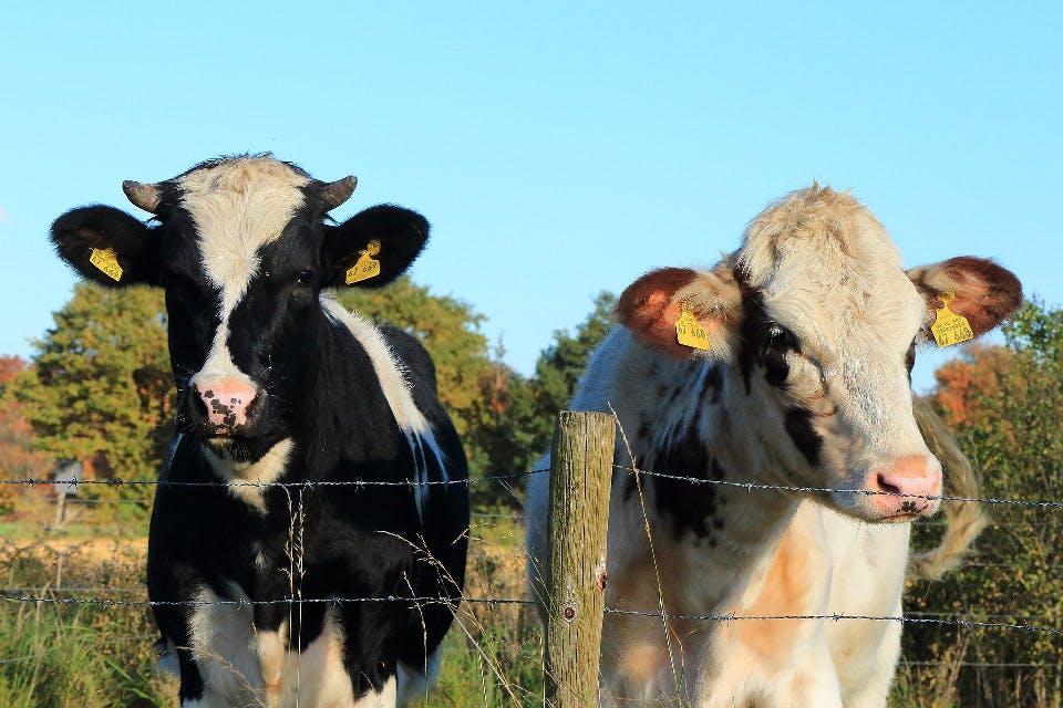 Cows on a farm