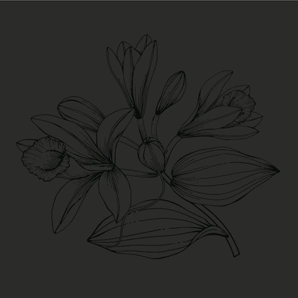 BigNilla-Square-01