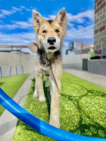 You're looking at a German shepard/husky mix. About two years old. He is available for adoption through the Salt Lake County Animal Services. ID number is 159200.