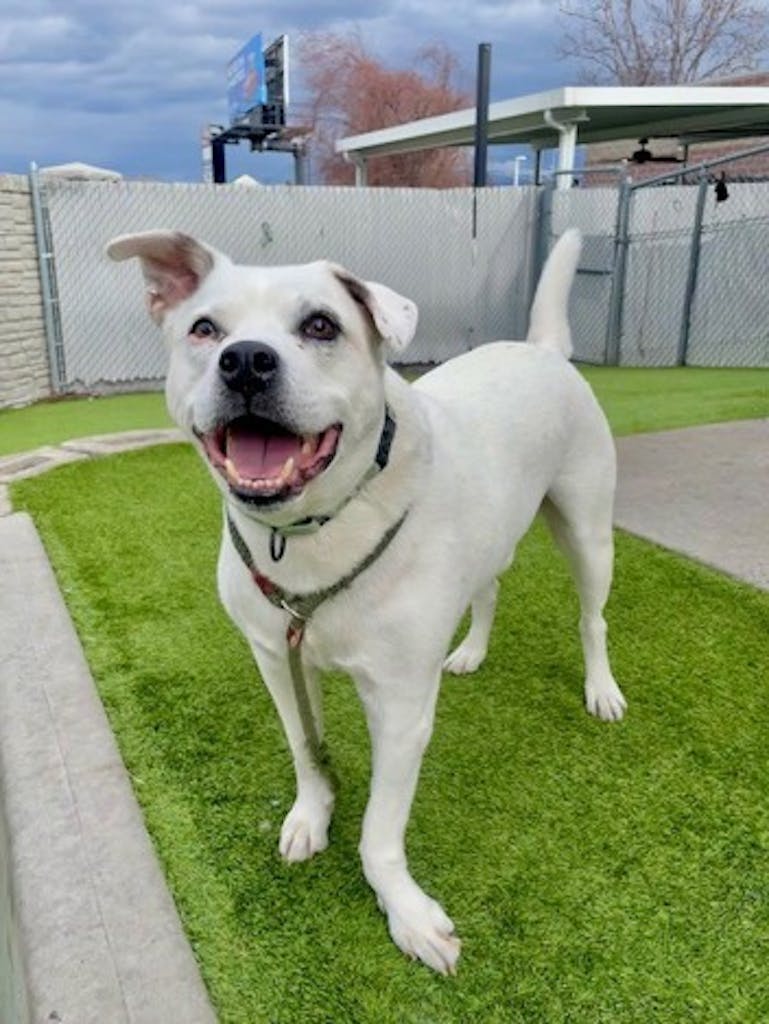 The shelter staff describes me as a white , male American Pit Bull mixed breed. The shelter staff believes that I am approximately 6 years old. I'm at Salt Lake County Animal Services in Kennel K08 and my animal ID number is 145677.