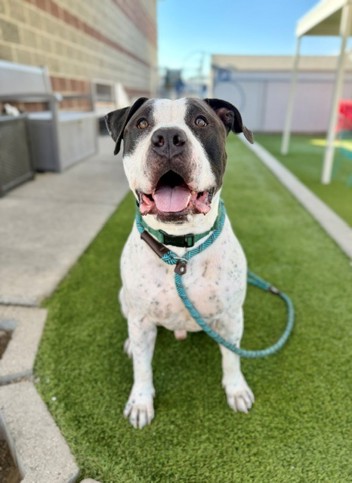The shelter staff describes me as a white and Black , neutered male American Pit Bull mixed breed. The shelter staff believes that I am approximately 4 years old.

I'm at Salt Lake County Animal Services in Kennel K13 and my animal ID number is 166641. Salt Lake County Animal Services is open Tues – Sat, from 10 AM – 6 PM. Adoptions ending at 5PM. Adoptions are done on a first come, first serve basis.