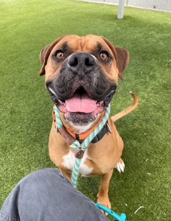 The shelter staff describes me as a brown and White , neutered male Boxer mixed breed. The shelter staff believes that I am approximately 4 years old.