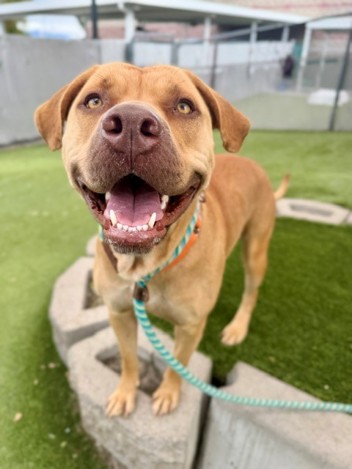 The shelter staff describes me as a gold , spayed female American Pit Bull mixed breed. The shelter staff believes that I am approximately 2 years old. I'm at Salt Lake County Animal Services in Kennel K17 and my animal ID number is 161097. Salt Lake County Animal Services is open Tues – Sat, from 10 AM – 6 PM. Adoptions ending at 5PM. Adoptions are done on a first come, first serve basis.