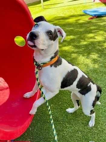 The shelter staff describes me as a white and Black , spayed female American Pit Bull mixed breed. The shelter staff believes that I am approximately 1 year old.
