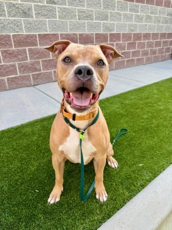 The shelter staff describes me as a tan and White , neutered male American Pit Bull mixed breed. The shelter staff believes that I am approximately 1 year old.