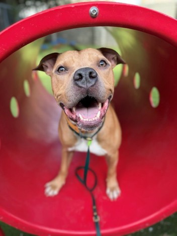 The shelter staff describes me as a tan and White , neutered male American Pit Bull mixed breed. The shelter staff believes that I am approximately 1 year old. I am in a foster home. My animal ID number is 161513. Please contact Salt Lake County Animal Services by emailing adoptions@slco.org to make arrangements to see me. 