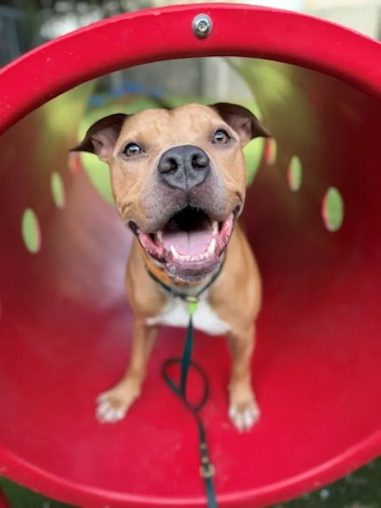 The shelter staff describes me as a tan and White , neutered male American Pit Bull mixed breed. The shelter staff believes that I am approximately 1 year old. I am in a foster home. My animal ID number is 161513. Please contact Salt Lake County Animal Services by emailing adoptions@slco.org to make arrangements to see me.