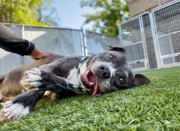 The shelter staff describes me as a grey , neutered male American Pit Bull mixed breed. The shelter staff believes that I am approximately 8 years old. I'm at Salt Lake County Animal Services in Kennel K09 and my animal ID number is 125293. Salt Lake County Animal Services is open Tues – Sat, from 10 AM – 6 PM. Adoptions ending at 5PM. Adoptions are done on a first come, first serve basis.