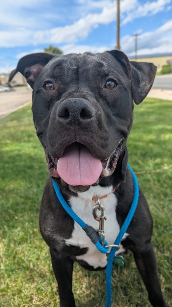The shelter staff describes me as a black , neutered male American Bully mixed breed. The shelter staff believes that I am approximately 1 year old.