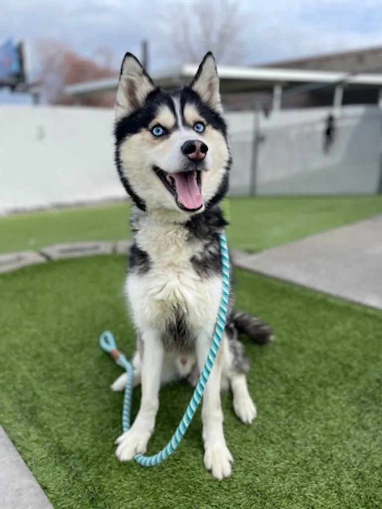The shelter staff describes me as a grey and Black , neutered male Siberian Husky mixed breed. The shelter staff believes that I am approximately 3 years old.