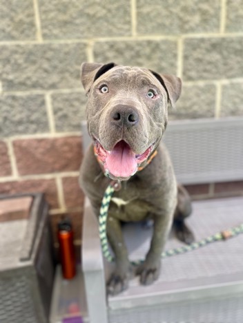 The shelter staff describes me as a blue , neutered male American Pit Bull mixed breed. The shelter staff believes that I am approximately 10 months old.