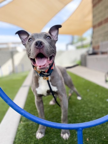 The shelter staff describes me as a grey and White , neutered male American Pit Bull mixed breed. The shelter staff believes that I am approximately 1 year old. I'm at Salt Lake County Animal Services in Kennel BK76 and my animal ID number is 162130. Salt Lake County Animal Services is open Tues – Sat, from 10 AM – 6 PM. Adoptions ending at 5PM. Adoptions are done on a first come, first serve basis.