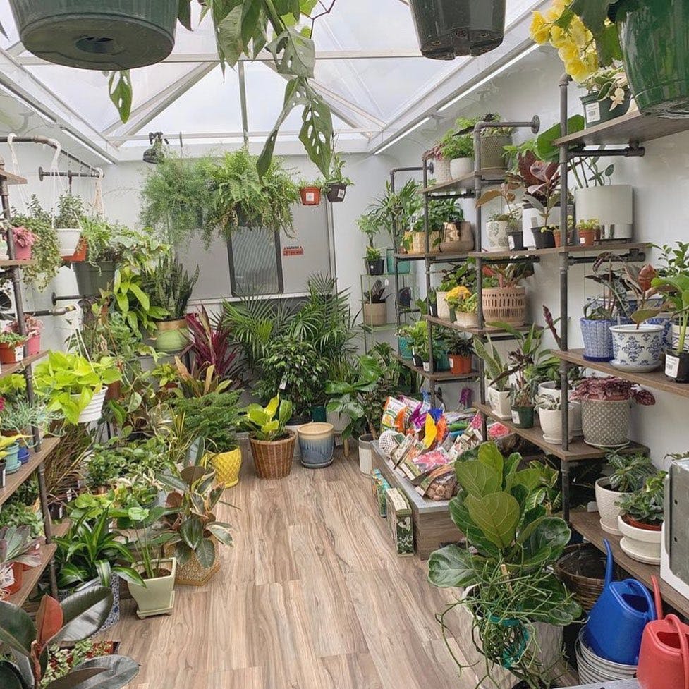 plants plants