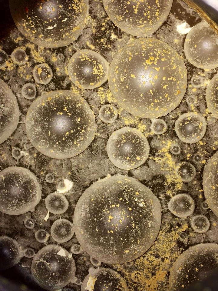 Brettanomyces (a family of "wild" yeast strains) fermentations will often grow a pellicle (especially in the presence of oxygen) as seen in this photo of our Saison Tournante- Bretta taken just prior to packaging.