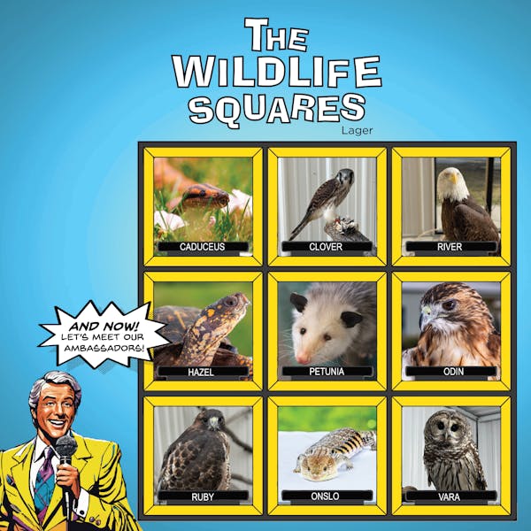 WildlifeSquares