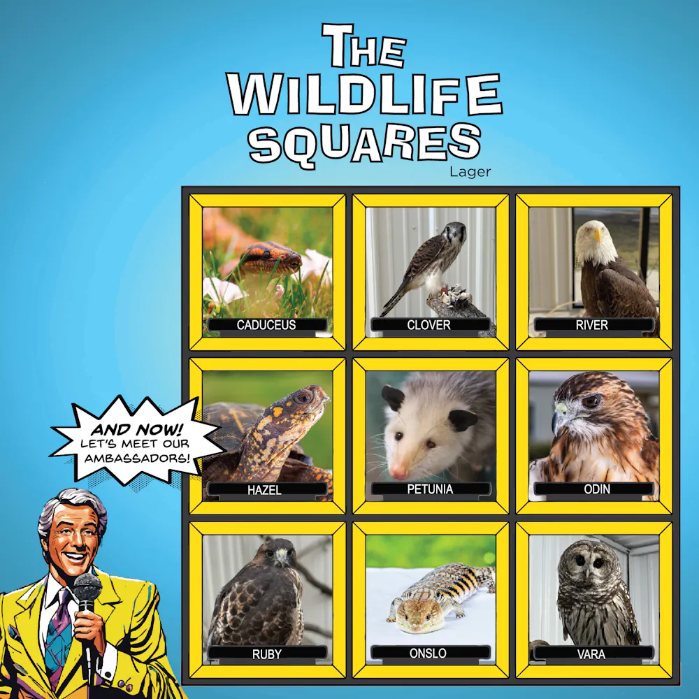 The Wildlife Squares by Triptych Brewing